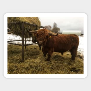 Scottish Highland Cattle Bull 2163 Sticker